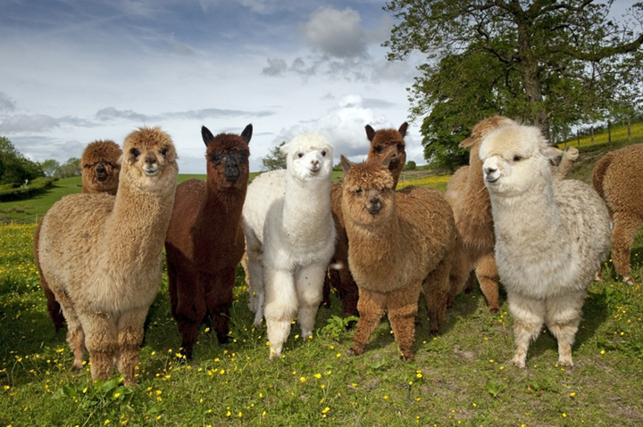 Źródło: biowełna.pl